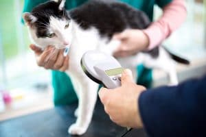 Can Fluffy’s Microchip Expose You to Data Fraud?